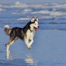 Dog on Beach