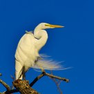 Egret