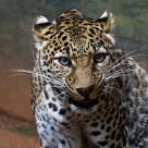 When A Leopard is Angry
