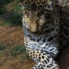 A Leopard Sometimes Nods