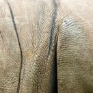 Rhino skin