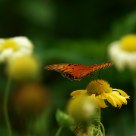 Monarch