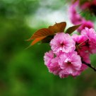 Spring comes.