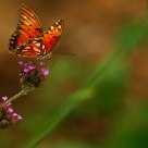 Monarch Butterfly