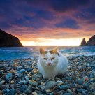 Guardian 