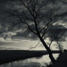 Melancholic tree