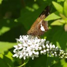 Summer in the Garden