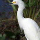 Snowy Egret