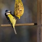 Tit