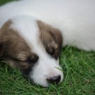 Sleepyhead