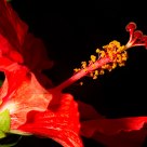 Glamorous Hibiscus