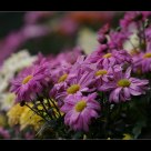 a flower just after rain