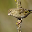 greenfinch