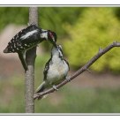 Downey Woodpeckers /  Pic mineur