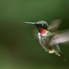 Ruby throated Hummingbird / Colibri à gorge rubis