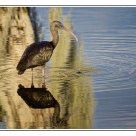 Glossy Ibis  / Ibis falcinelle