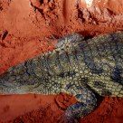 Crocodile