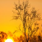 Sunrise in Camargue