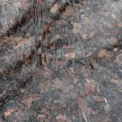 Ice and Oak