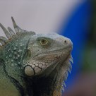 forget geico