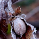 Nocciola