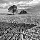 Lonely Tree