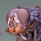 Fly Face