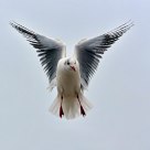 Hovering