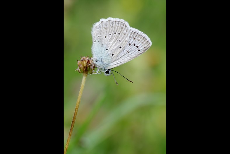 Azuré de l'Orobe - Polyommatus daphnis