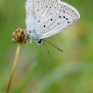 Azuré de l'Orobe - Polyommatus daphnis