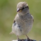 Moineau domestique - Passer domesticus