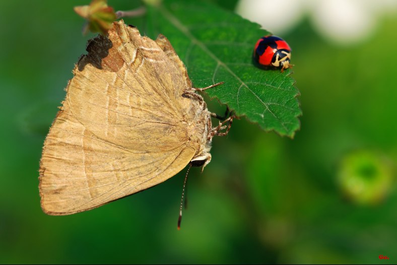 The Butterfly