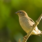 Female finch