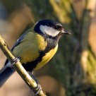 Great Tit (Parus major)