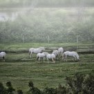 Chevaux de Camargue