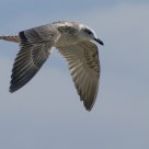 Flying high