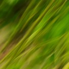 Bamboo waves