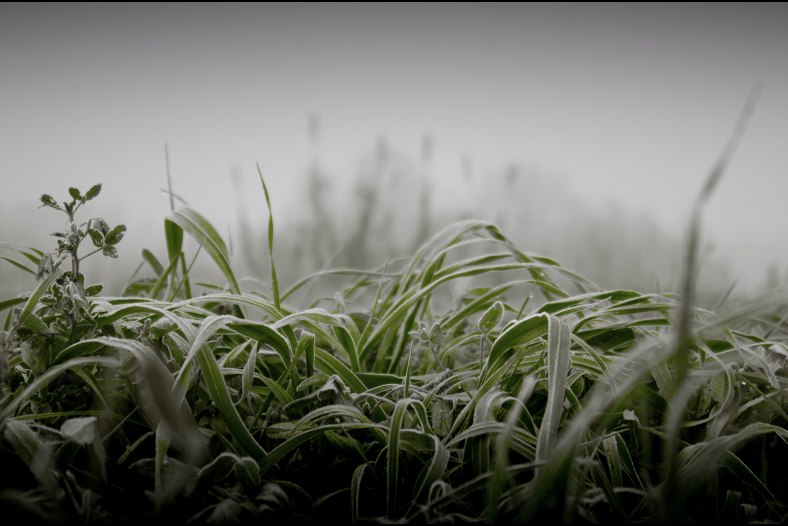 Wild grass