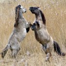 having a bout