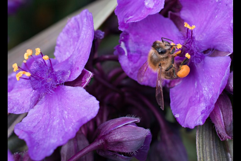 Bee collecting pollen