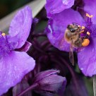Bee collecting pollen