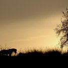 Caballo pastando