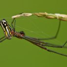 Araña entre el forraje