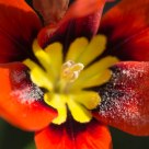 Pollen