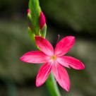 Delicate flower