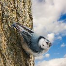 Nuthatch