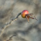 Dogrose