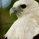 Brahminy Kite