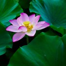 Lotus 2