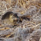 Nutria